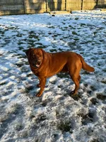 Spring lavender , a female Labrador Retriever for sale in Columbia City, IN – Photo 5 of 6