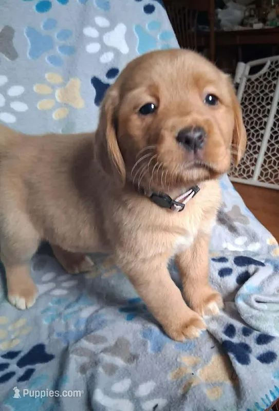 Spring lavender  – Labrador Retriever puppy for sale in Columbia City, IN