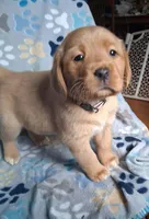 Spring lavender , a female Labrador Retriever for sale in Columbia City, IN – Photo 1 of 6