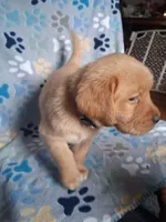 Spring lavender , a female Labrador Retriever for sale in Columbia City, IN – Photo 3 of 6