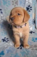 Spring lavender , a female Labrador Retriever for sale in Columbia City, IN – Photo 2 of 6