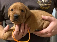 Orange, a male Labrador Retriever for sale in Columbia City, IN – 2 of 2