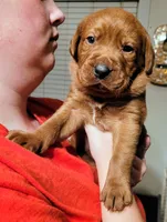 Green, a male Labrador Retriever for sale in Columbia City, IN – 5 of 6