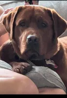 Grey, a male Labrador Retriever for sale in Columbia City, IN – 5 of 8