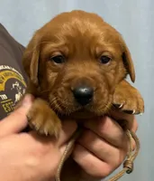 Brown, a male Labrador Retriever for sale in Columbia City, IN – 3 of 3
