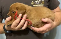 Red, a male Labrador Retriever for sale in Columbia City, IN – 2 of 6