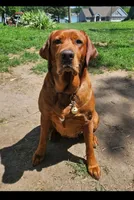 Red, a male Labrador Retriever for sale in Columbia City, IN – 6 of 6