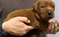 Green, a male Labrador Retriever for sale in Columbia City, IN – 3 of 6