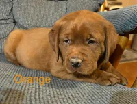 Gus orange , a male Labrador Retriever for sale in Columbia City, IN – Photo 2 of 4