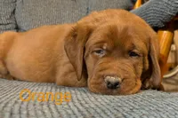 Gus orange , a male Labrador Retriever for sale in Columbia City, IN – Photo 3 of 4