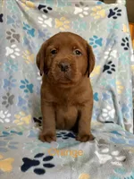 Gus orange , a male Labrador Retriever for sale in Columbia City, IN – Photo 1 of 4
