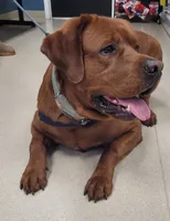 Grey, a male Labrador Retriever for sale in Columbia City, IN – 4 of 8
