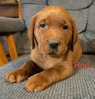 Duke red , a male Labrador Retriever for sale in Columbia City, IN – Photo 2 of 7