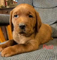 Duke red , a male Labrador Retriever for sale in Columbia City, IN – Photo 1 of 7