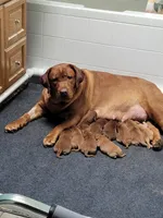 Duke red , a male Labrador Retriever for sale in Columbia City, IN – Photo 7 of 7