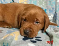 Duke red , a male Labrador Retriever for sale in Columbia City, IN – Photo 3 of 7