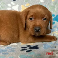 Duke red , a male Labrador Retriever for sale in Columbia City, IN – Photo 5 of 7