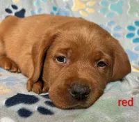 Duke red , a male Labrador Retriever for sale in Columbia City, IN – Photo 4 of 7
