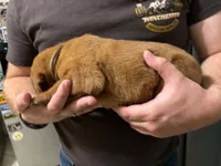 Brown, a male Labrador Retriever for sale in Columbia City, IN – 2 of 3