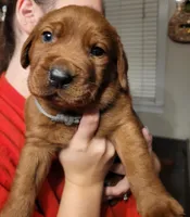 Grey, a male Labrador Retriever for sale in Columbia City, IN – 3 of 8