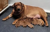 Jet drk green, a male Labrador Retriever for sale in Columbia City, IN – Photo 2 of 2
