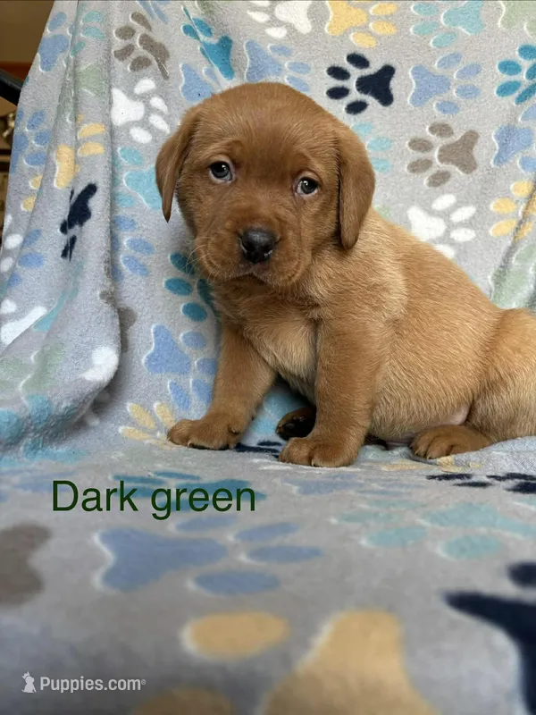 Jet drk green – Labrador Retriever puppy for sale in Columbia City, IN