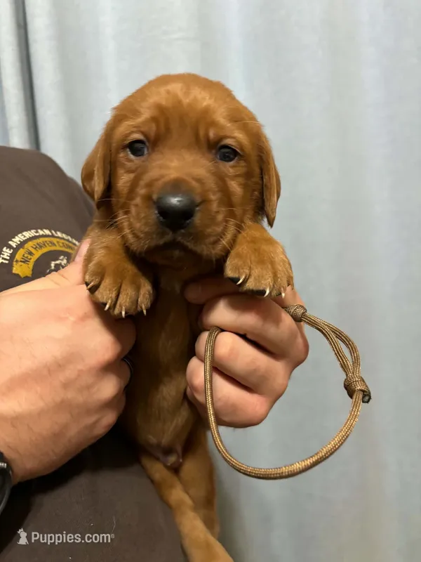 Brown – Labrador Retriever puppy for sale in Columbia City, IN