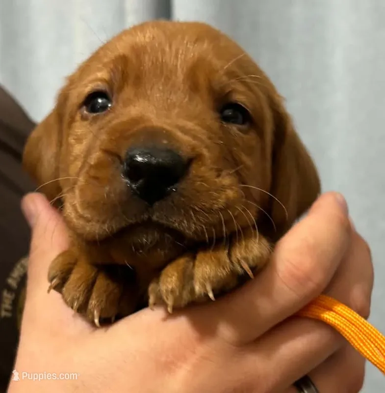 Orange – Labrador Retriever puppy for sale in Columbia City, IN
