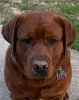 Grey, a male Labrador Retriever for sale in Columbia City, IN – 6 of 8