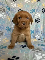 Norman blue, a male Labrador Retriever for sale in Columbia City, IN – Photo 3 of 6