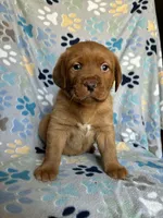 Norman blue, a male Labrador Retriever for sale in Columbia City, IN – Photo 2 of 6