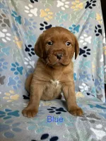 Norman blue, a male Labrador Retriever for sale in Columbia City, IN – Photo 5 of 6