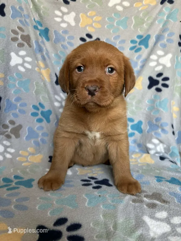 Norman blue – Labrador Retriever puppy for sale in Columbia City, IN