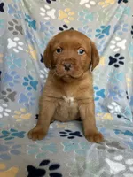 Norman blue, a male Labrador Retriever for sale in Columbia City, IN – Photo 1 of 6