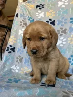 Norman blue, a male Labrador Retriever for sale in Columbia City, IN – Photo 4 of 6