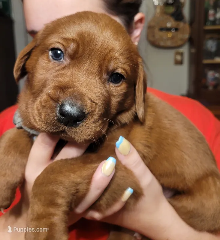 Grey – Labrador Retriever puppy for sale in Columbia City, IN
