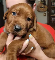 Grey, a male Labrador Retriever for sale in Columbia City, IN – 1 of 8