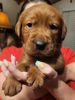 Green, a male Labrador Retriever for sale in Columbia City, IN – 6 of 6