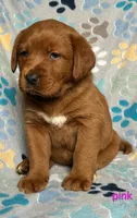 Ruby pink, a female Labrador Retriever for sale in Columbia City, IN – Photo 1 of 5