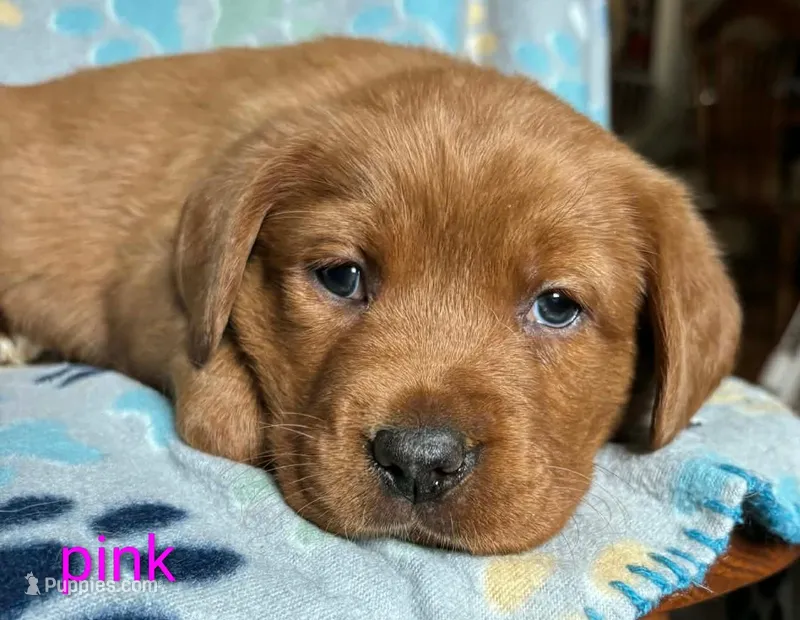 Ruby pink – Labrador Retriever puppy for sale in Columbia City, IN