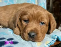 Ruby pink, a female Labrador Retriever for sale in Columbia City, IN – Photo 2 of 5