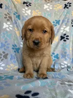 Opie Brown , a male Labrador Retriever for sale in Columbia City, IN – Photo 4 of 5