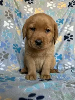 Opie Brown , a male Labrador Retriever for sale in Columbia City, IN – Photo 3 of 5
