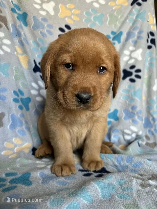 Opie Brown  – Labrador Retriever puppy for sale in Columbia City, IN