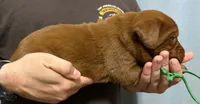 Green, a male Labrador Retriever for sale in Columbia City, IN – 2 of 6