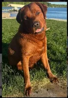 Red, a male Labrador Retriever for sale in Columbia City, IN – 4 of 6