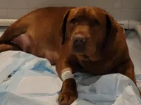 Penny teal, a female Labrador Retriever for sale in Columbia City, IN – Photo 5 of 5