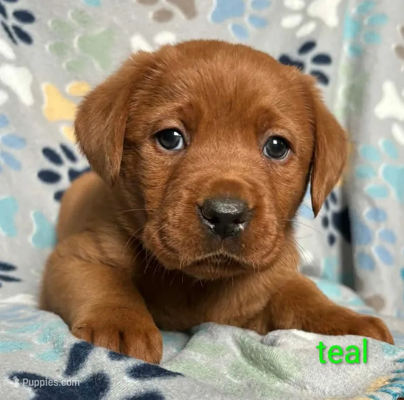 Penny teal – Labrador Retriever puppy for sale in Columbia City, IN
