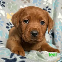 Penny teal, a female Labrador Retriever for sale in Columbia City, IN – Photo 1 of 5