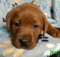 Penny teal, a female Labrador Retriever for sale in Columbia City, IN – Photo 2 of 5